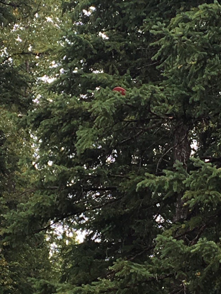 Disc golf in Fernie