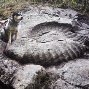 ammonite, dog, hike