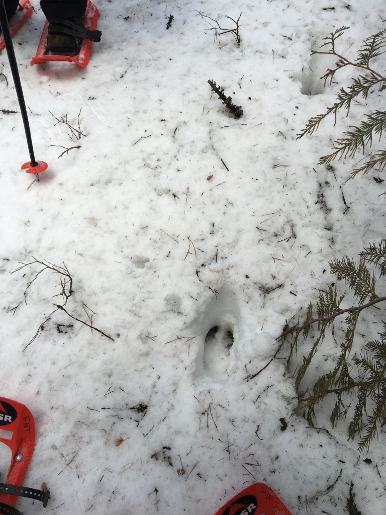 Moose print