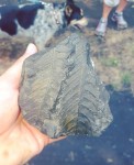 Fernie Fossils