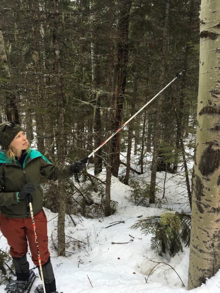 Teaching about trees