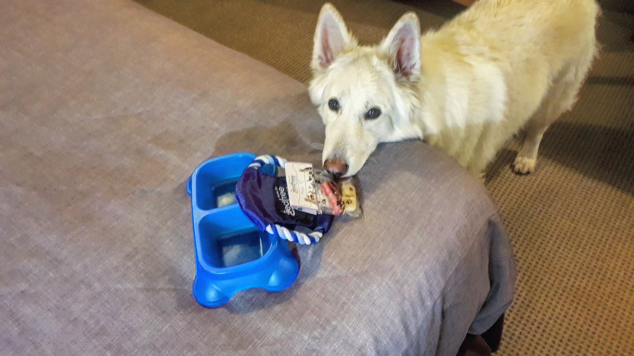 Fernie Pet Friendly Hotel RoomsBC Canada Lodging Red Tree Lodge