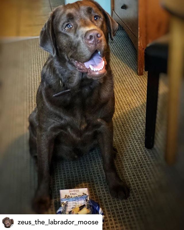 Fernie Pet Friendly Hotel RoomsBC Canada Lodging Red Tree Lodge