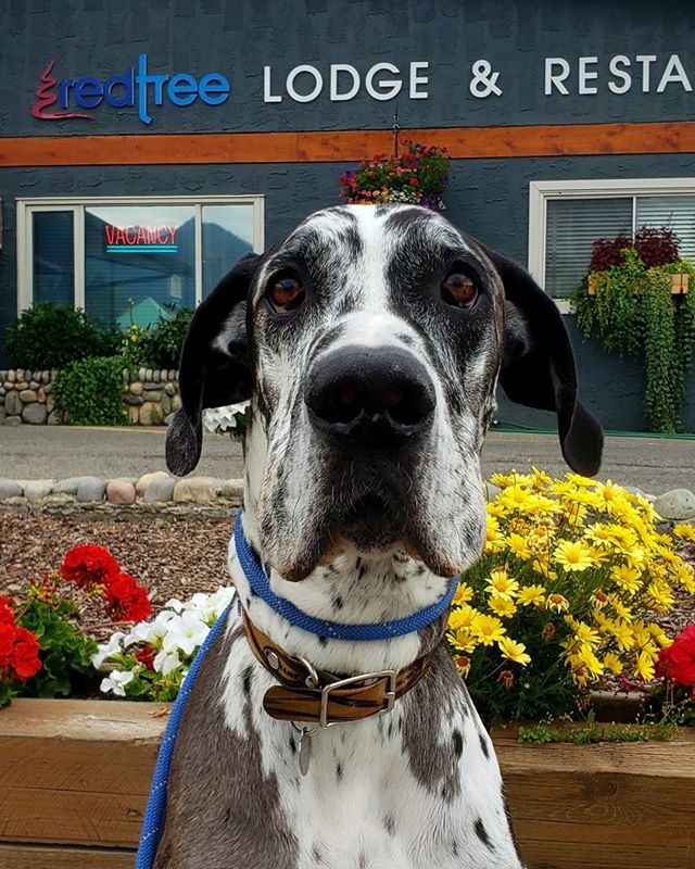 Fernie Pet Friendly Hotel RoomsBC Canada Lodging Red Tree Lodge