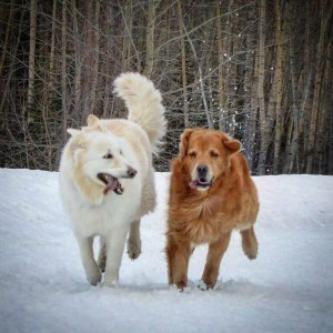 Mya and Cooper at the off-leash park