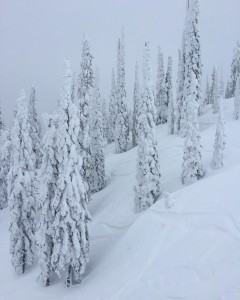 snowy tree