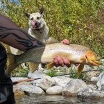 Fishing Bull RIver Fernie