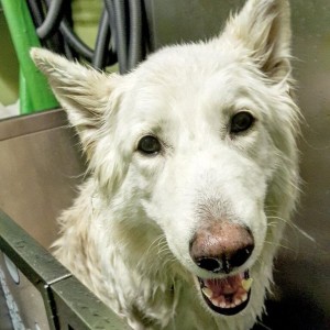 Doggie bathtime!