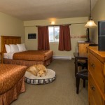 Pet Friendly Standard Room